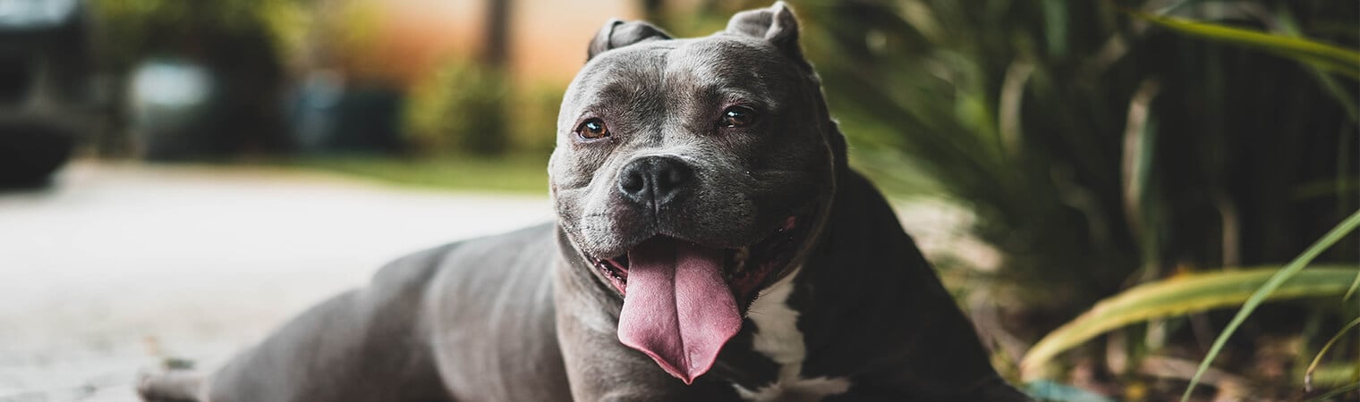 dangerous dog insurance for pitbulls