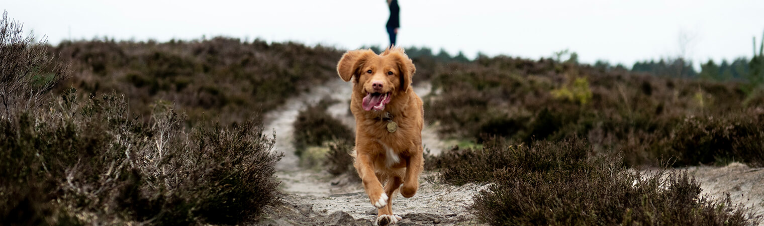 dog running that is protected with dog insurance