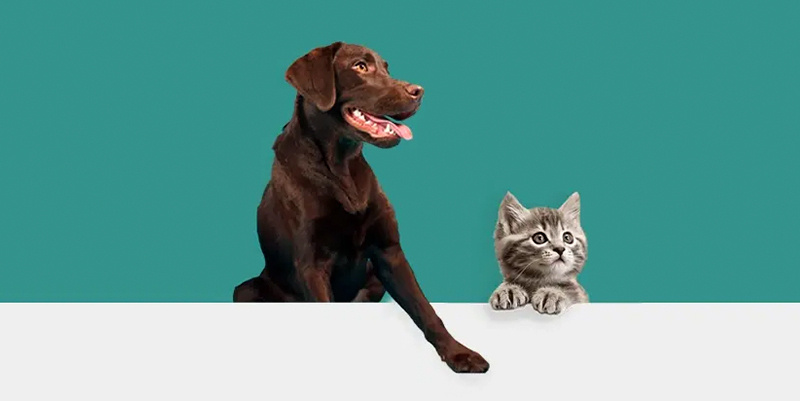 Descripción de la imagen